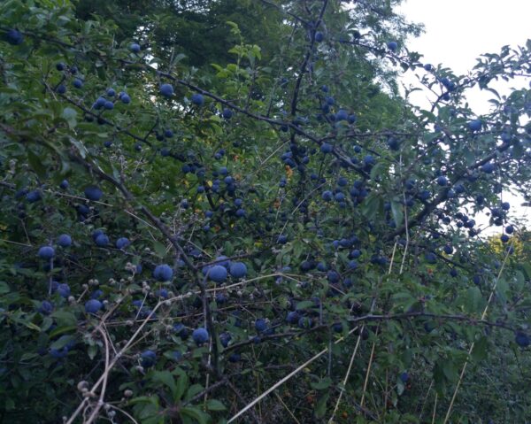 Schlehen-Met – Bild 3